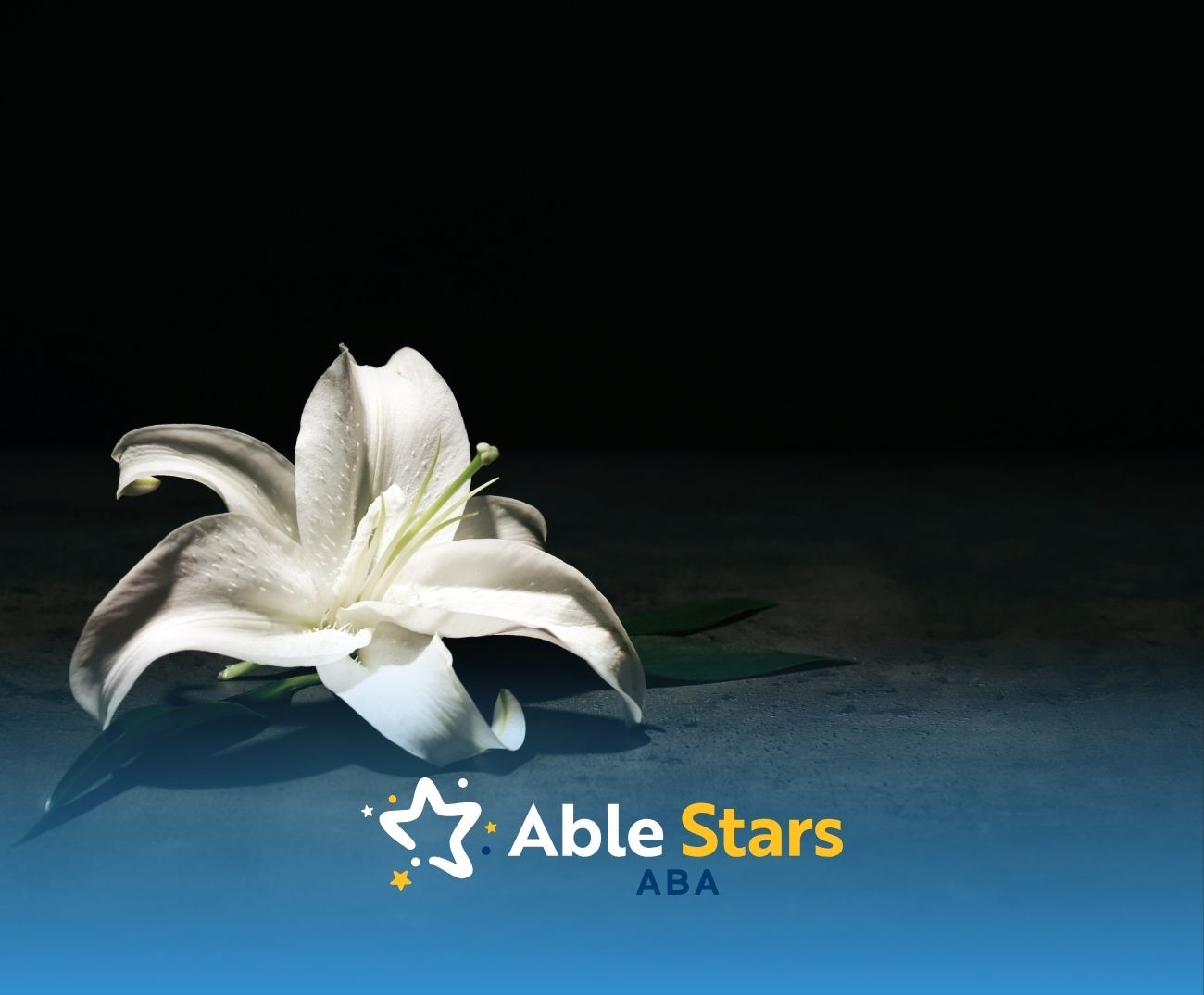 White lily on a dark background, conveying elegance and tranquility.